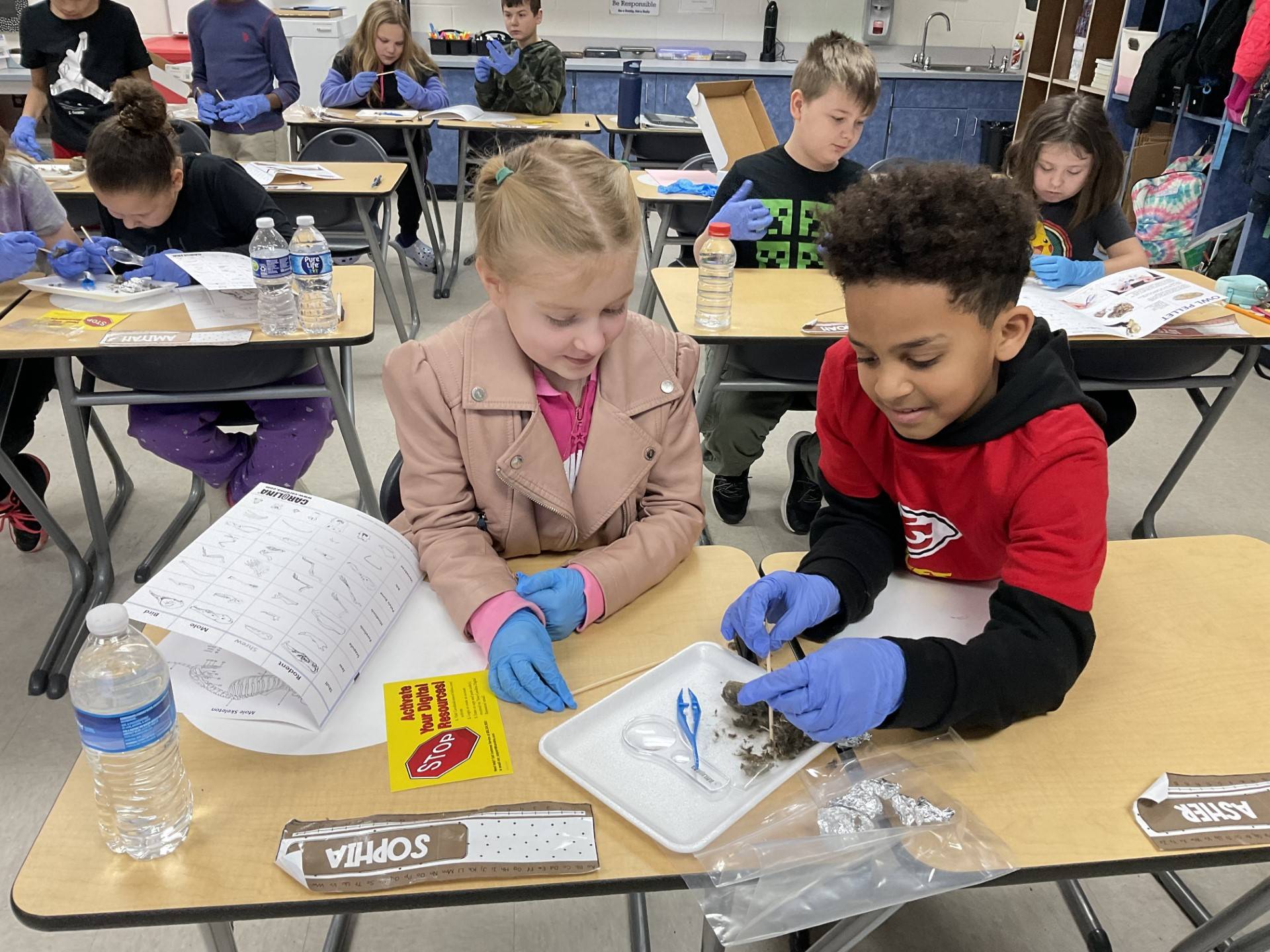 Third Graders exercised their skills as scientists in a two-day project on owls