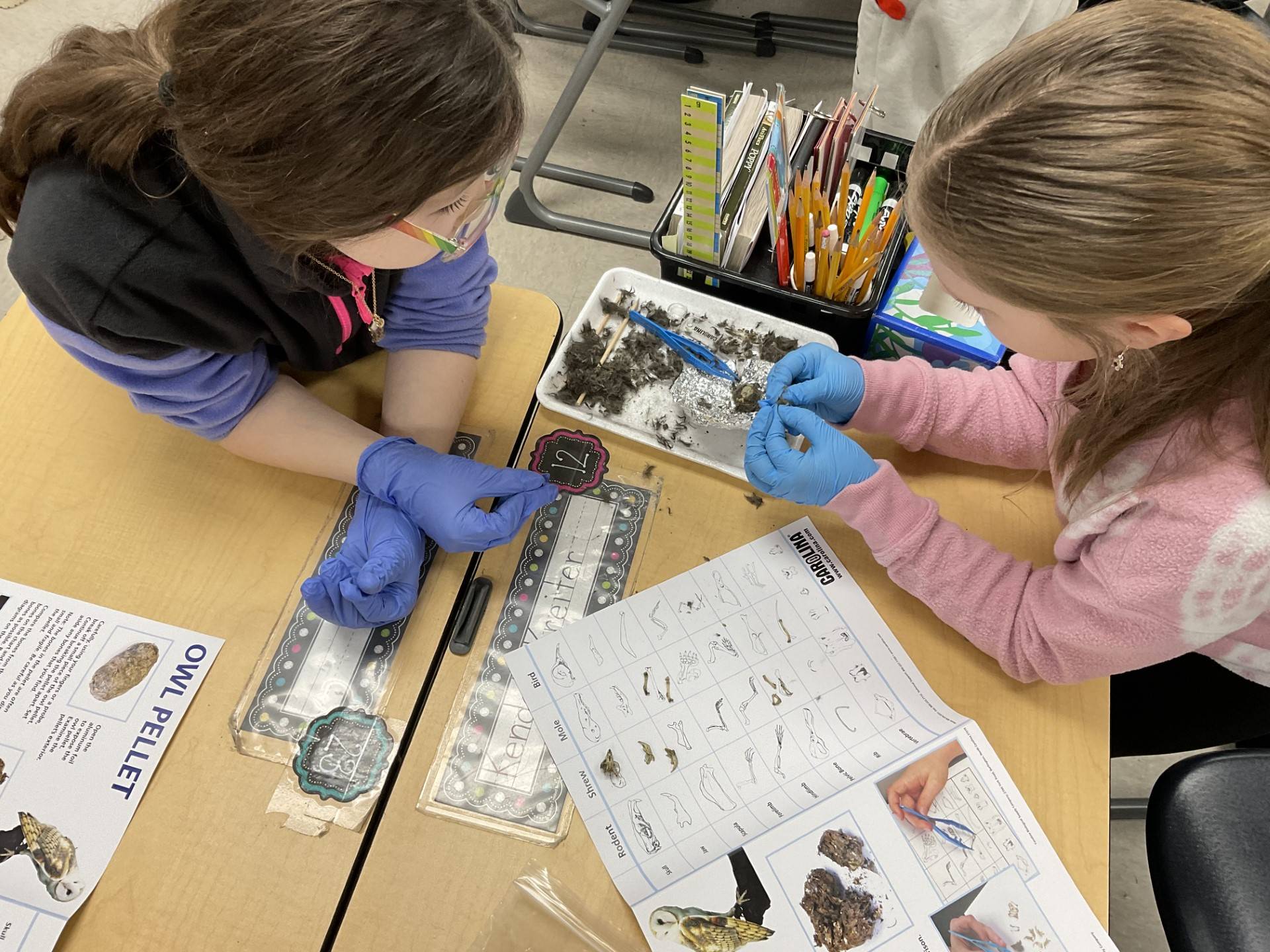 Third Graders exercised their skills as scientists in a two-day project on owls